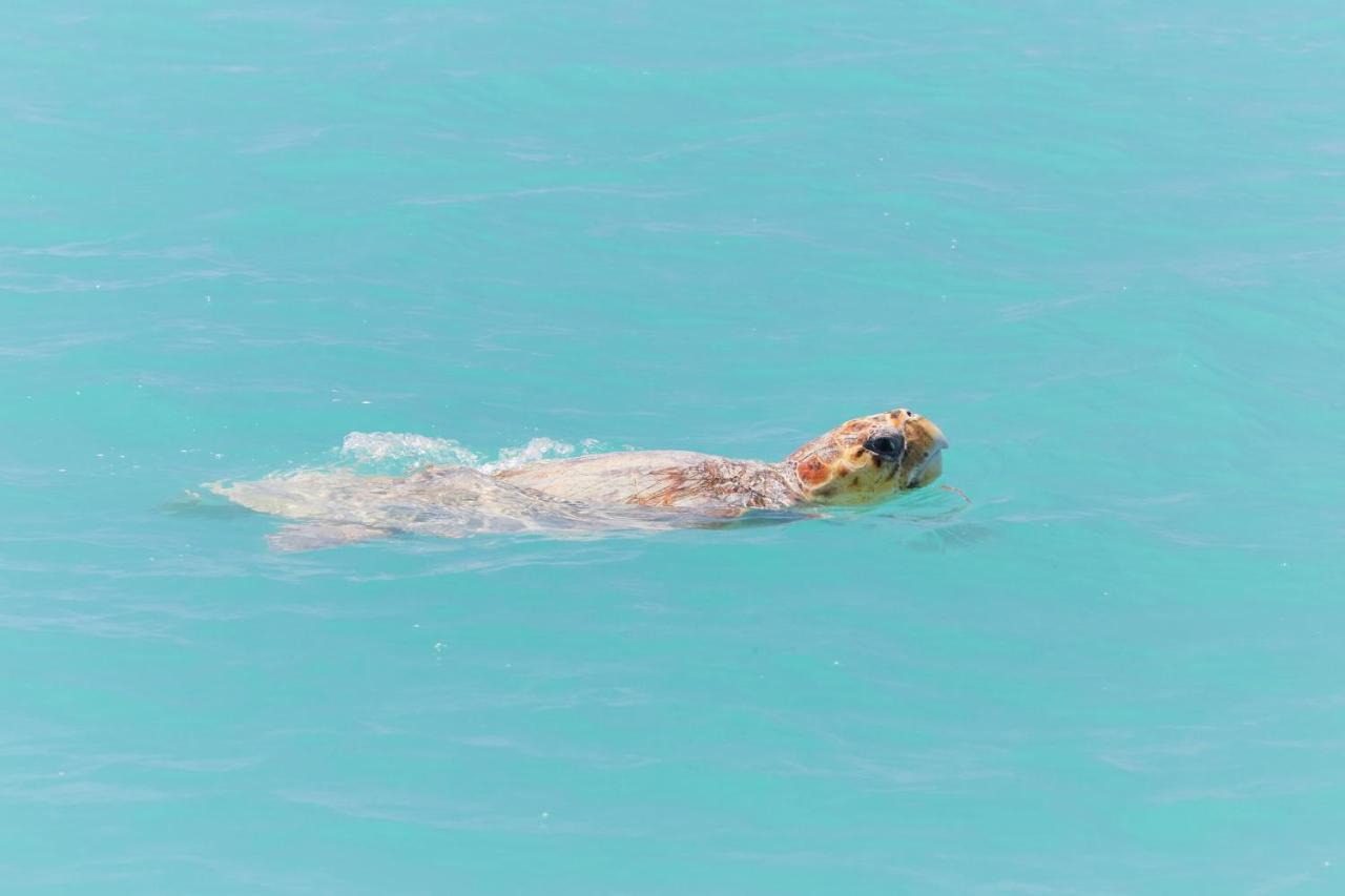 Rac Monkey Mia Dolphin Resort Exterior foto